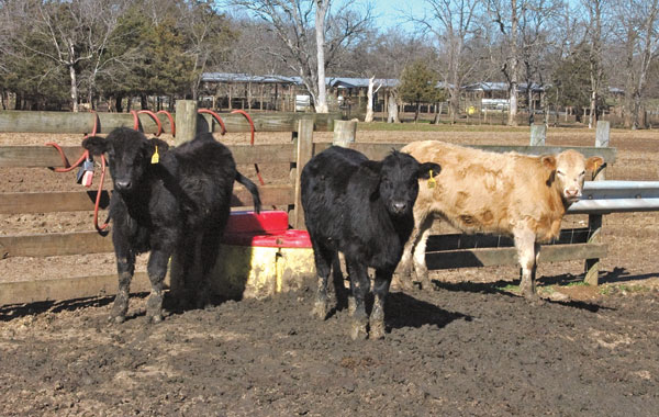Animal Health Indispensible In Cattle Marketing