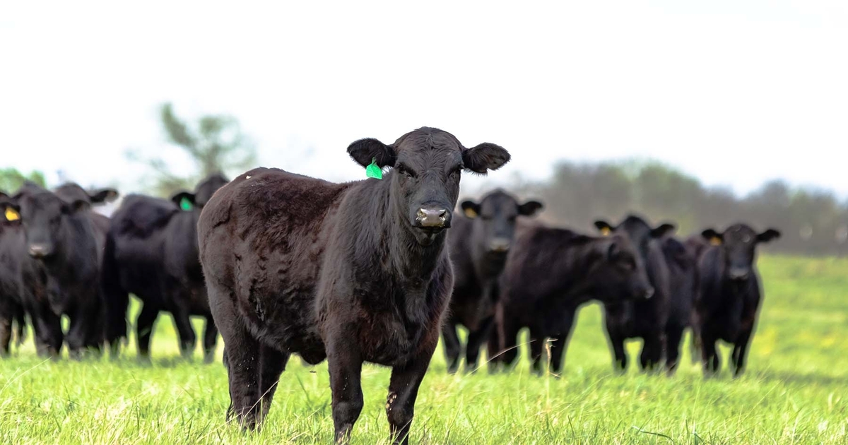 Guidance criteria released for grazing on public lands during FMD outbreak
