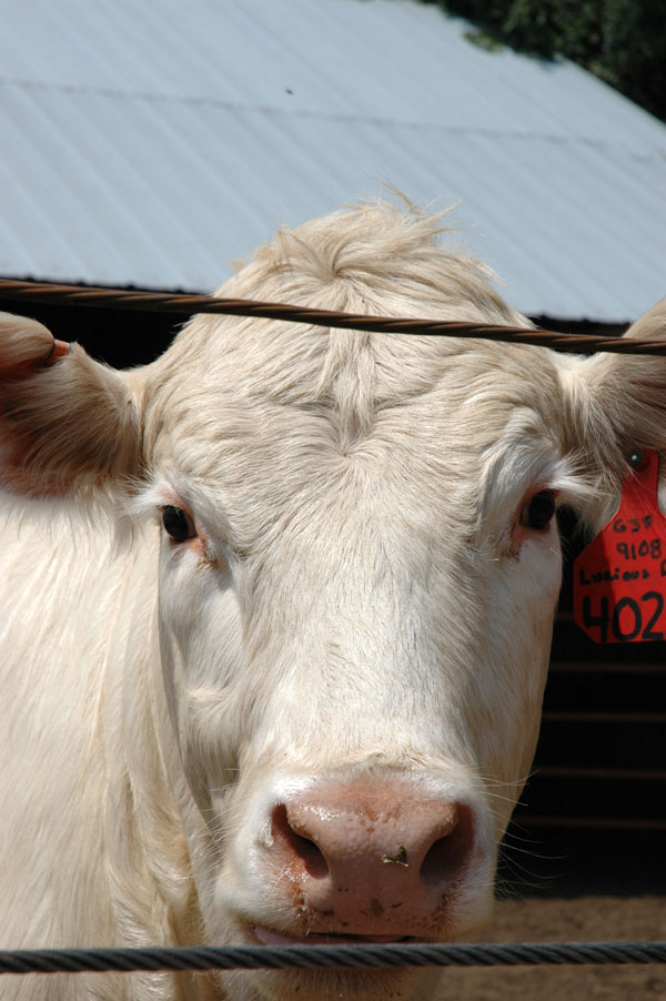 Beef Cow Slaughter Continues Lower Beef Cow Slaughter Continues Lower