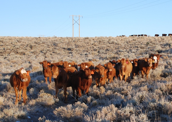 Pasture values outpace struggling cropland