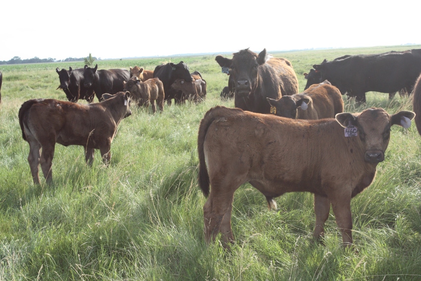 5 weaning resources for cow-calf producers