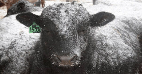 Trending Headlines: Will the beef industry ever be sustainable enough?