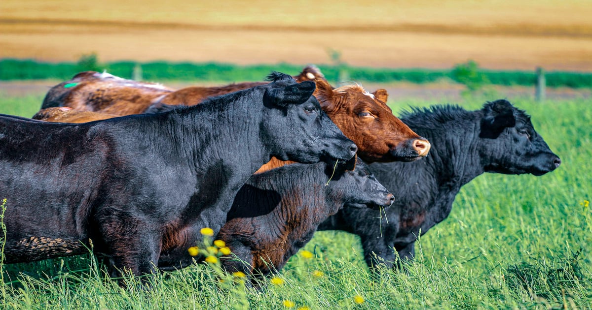 15 Cow Power photos you won't want to miss | Beef Magazine