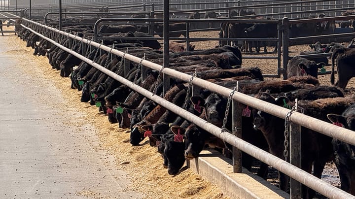 Cattle prices haven’t hit the ceiling yet
