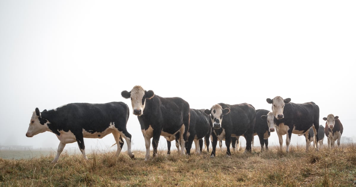 Economics of beef and BxD steers in yearling systems