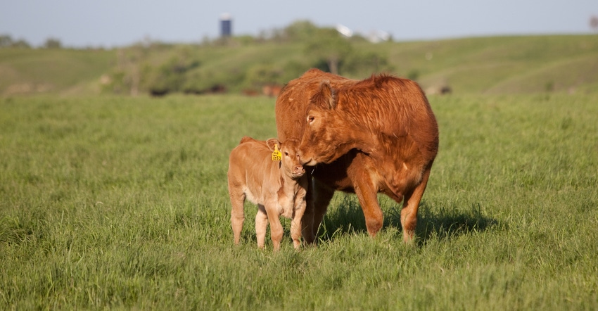 Let cow-calf herd dynamics guide vaccine choices