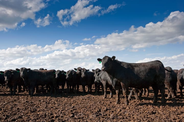 Cattle futures drop amid option expiry