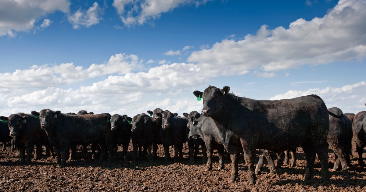 Cattle futures drop amid option expiry