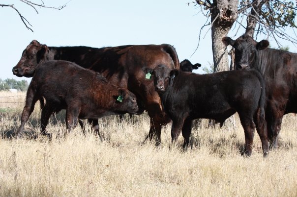 Blockchain to bring transparency to beef business Blockchain to bring transparency to beef business