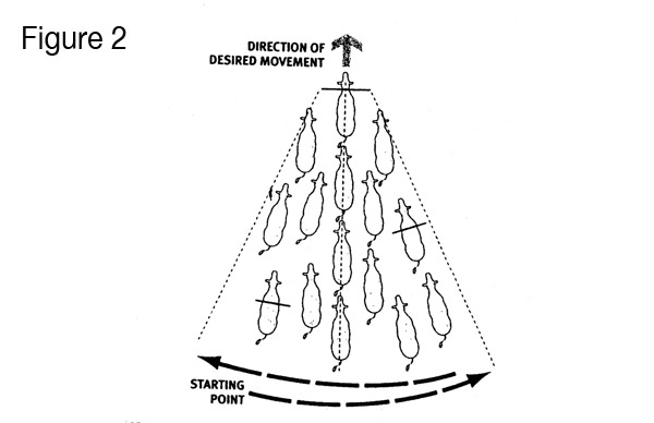 8 Steps For Stress-Free Handling Of Cattle On The Range 8 Steps For Stress-Free Handling Of Cattle On The Range