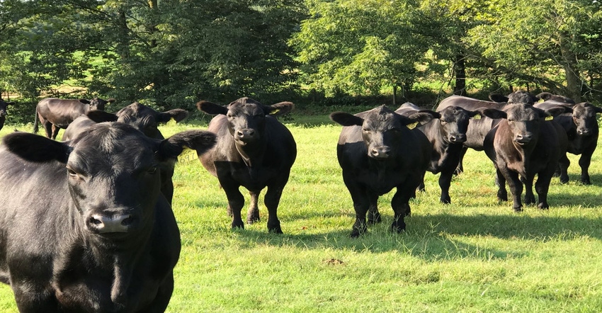 3-17-22 cattles grazingjpg_0.jpg 3-17-22 cattles grazingjpg_0.jpg