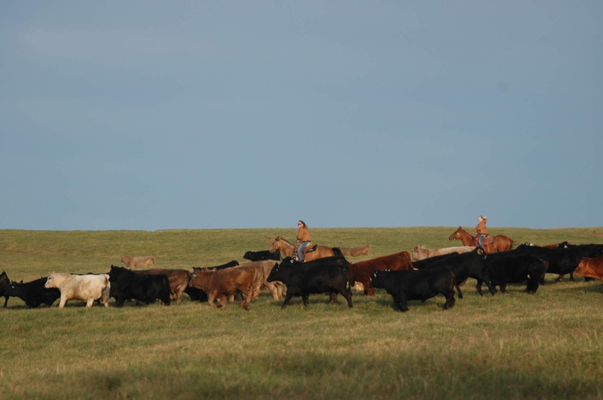 USDA Cattle Report shows more beef cattle, calves