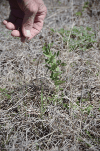 cover crops on 77 Ranch