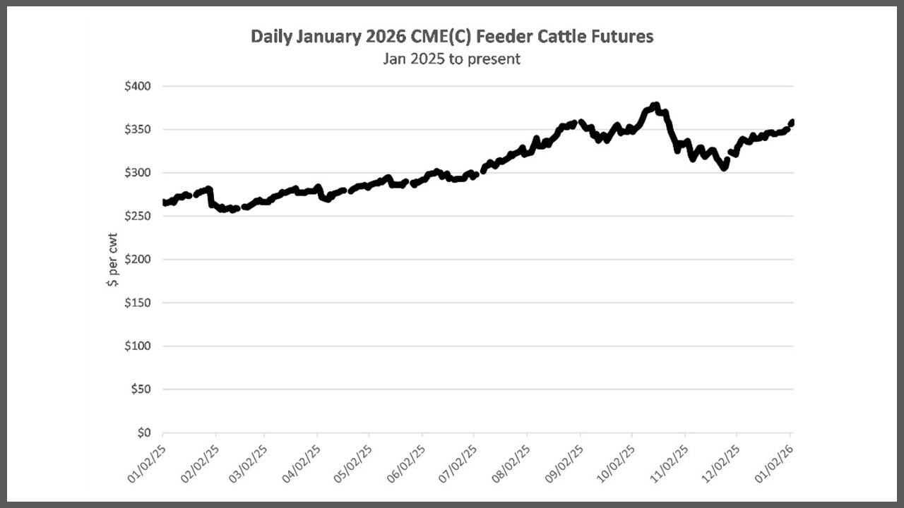 daily_Jan_2026_CME_feeder_cattle_futures.jpg