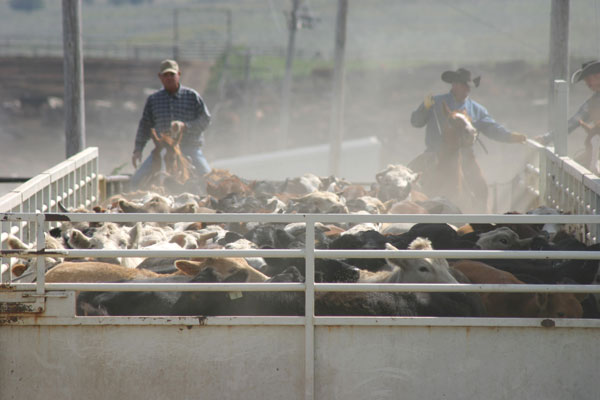 Feedyard Safety A Day-In, Day-Out Effort