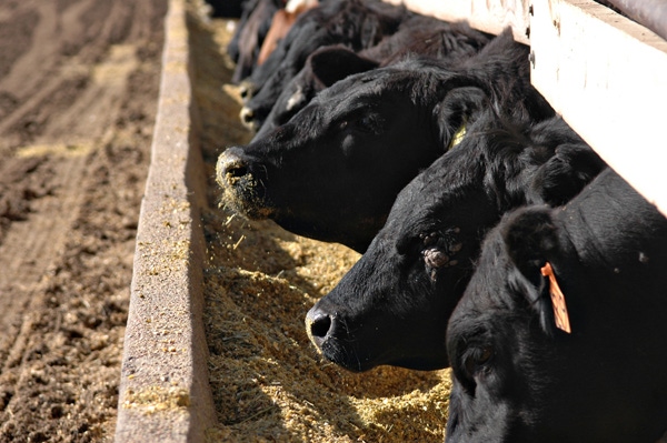 WASDE suggests low feed costs