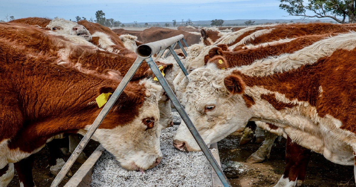 Cattle markets are getting back on track
