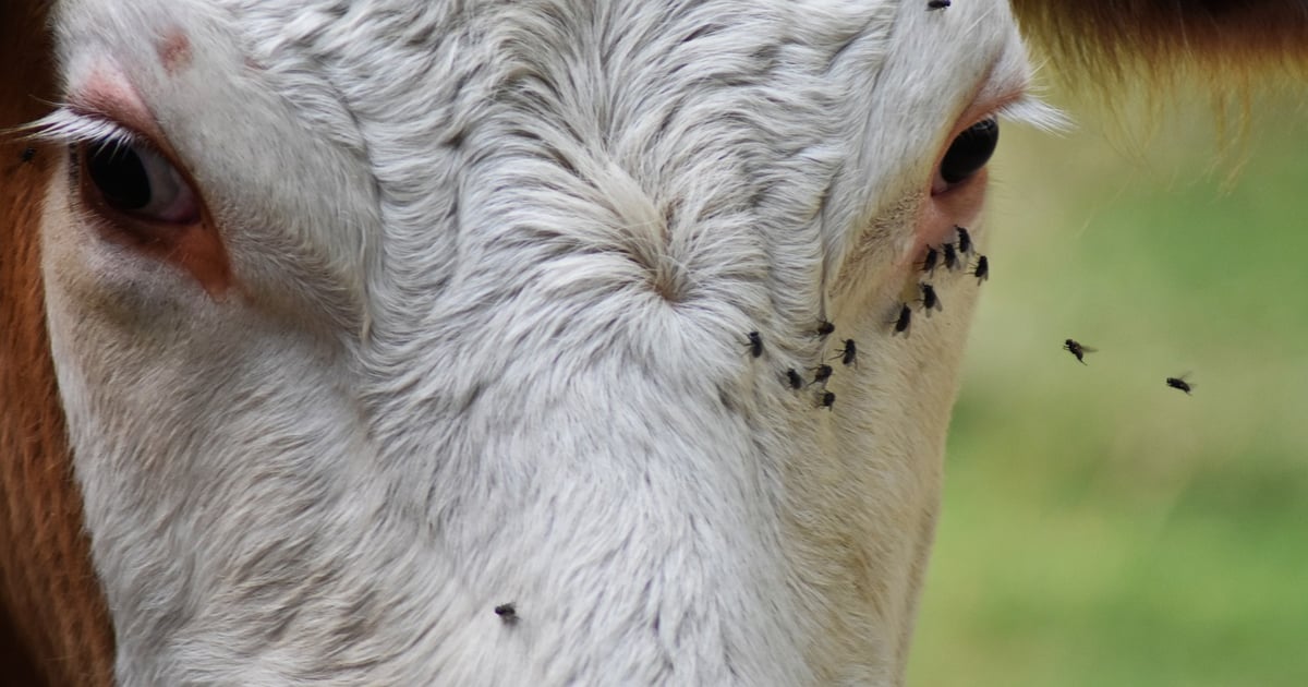 K-State cattle vets offer tips for late summer fly control