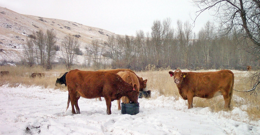 Self-fed supplement guidelines for beef cow-calf herds during cold weather