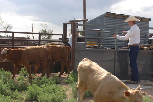 Merck Unveils New Cattle Handling Website
