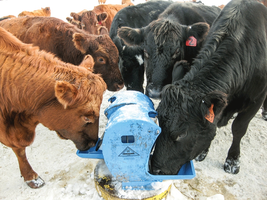 How to let your cattle pump their own water