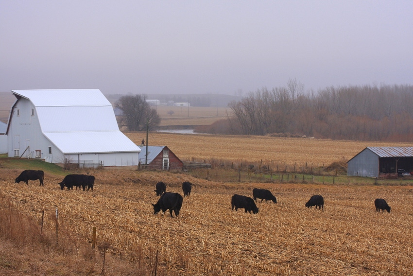 Cattle grazing cornstalks Cattle grazing cornstalks