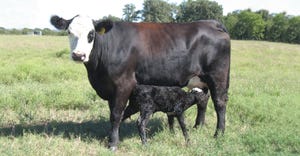 Better colostrum, better calves