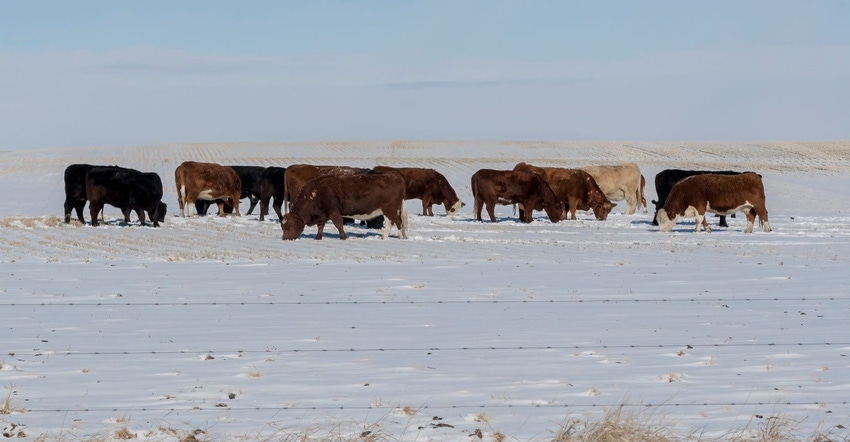 11-01-22 cows on feed in winter GettyImages-1372259001.jpg
