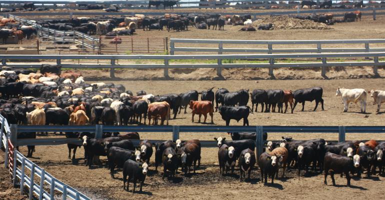 Cattle in feedlot