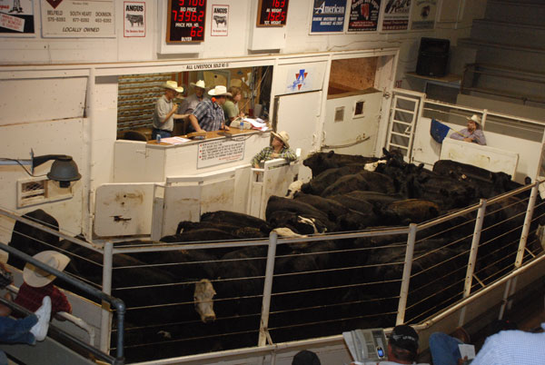 Amid High Prices, Cattle Buyers Are Choosier Amid High Prices, Cattle Buyers Are Choosier