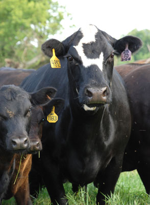 Back To The Future With Heterosis Back To The Future With Heterosis
