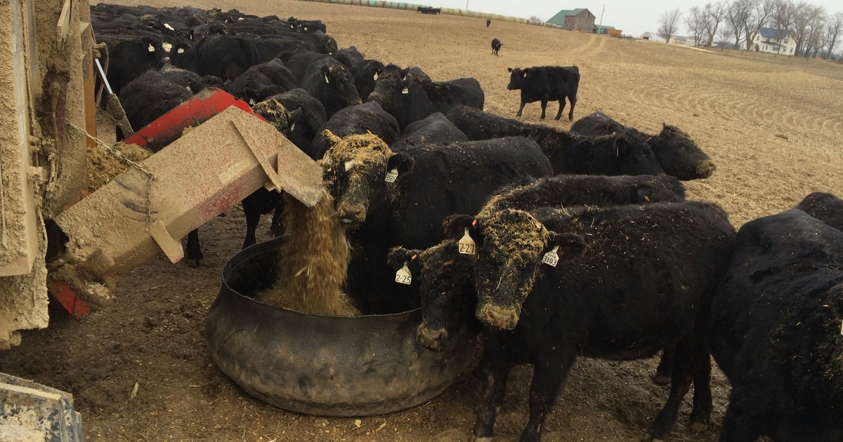 Elanco receives FDA approval for three combinations in finishing heifers