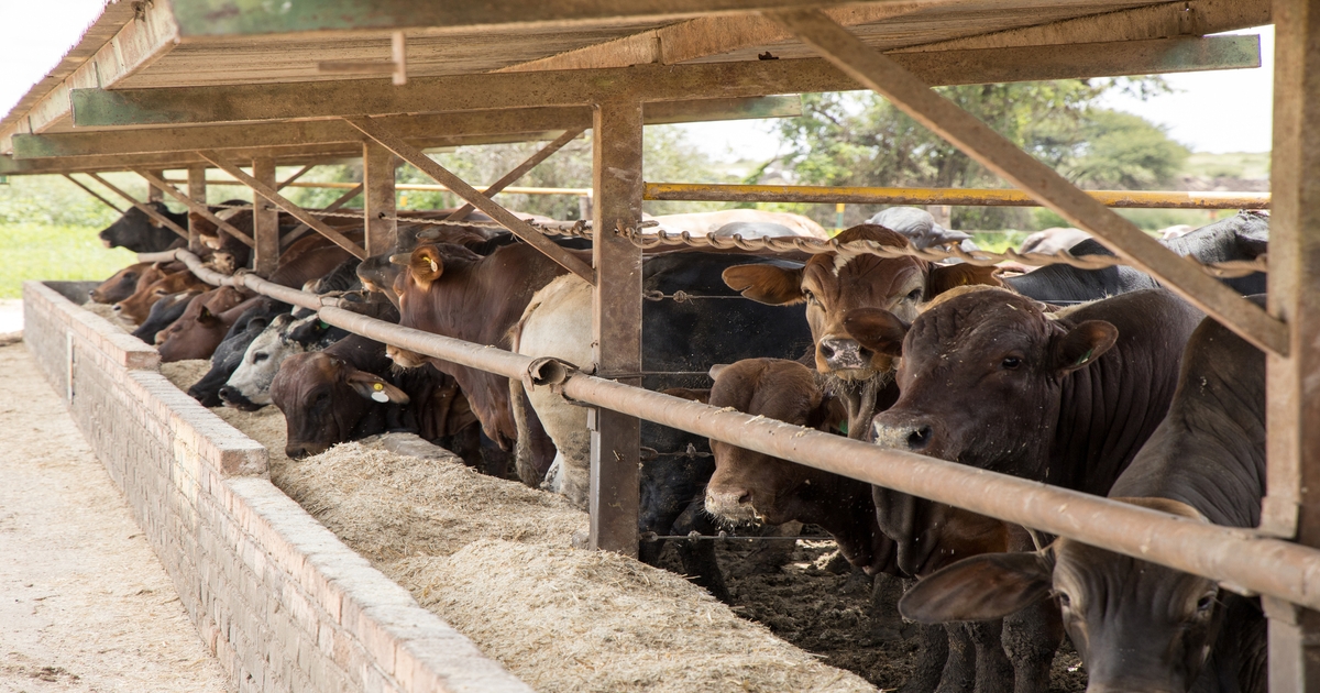Cash cattle prices ease as futures rebound