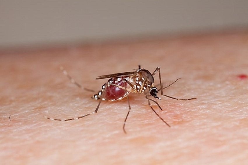 mosquito feeding on human skin