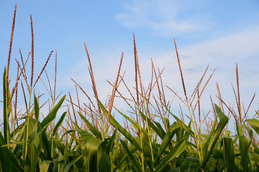 Corn Prices Continue Lower, And Cattle Prices Higher