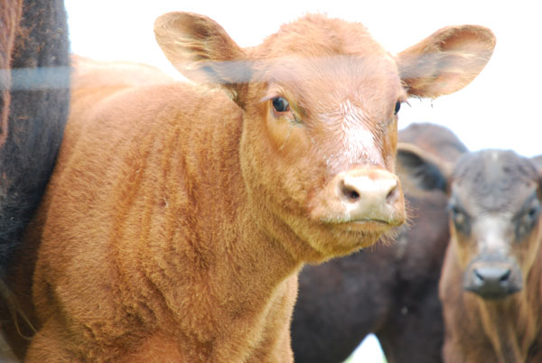 Beef calf Beef calf