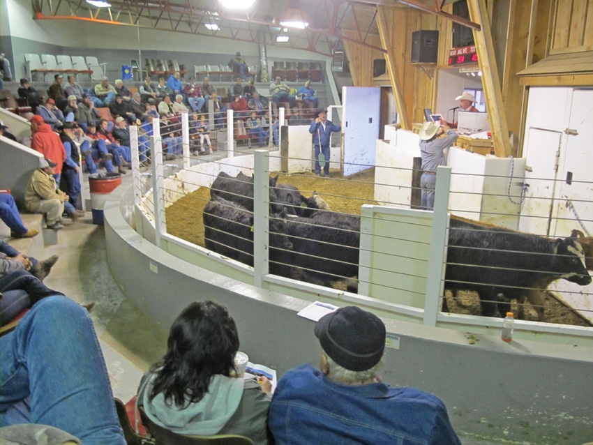 Simmental auction