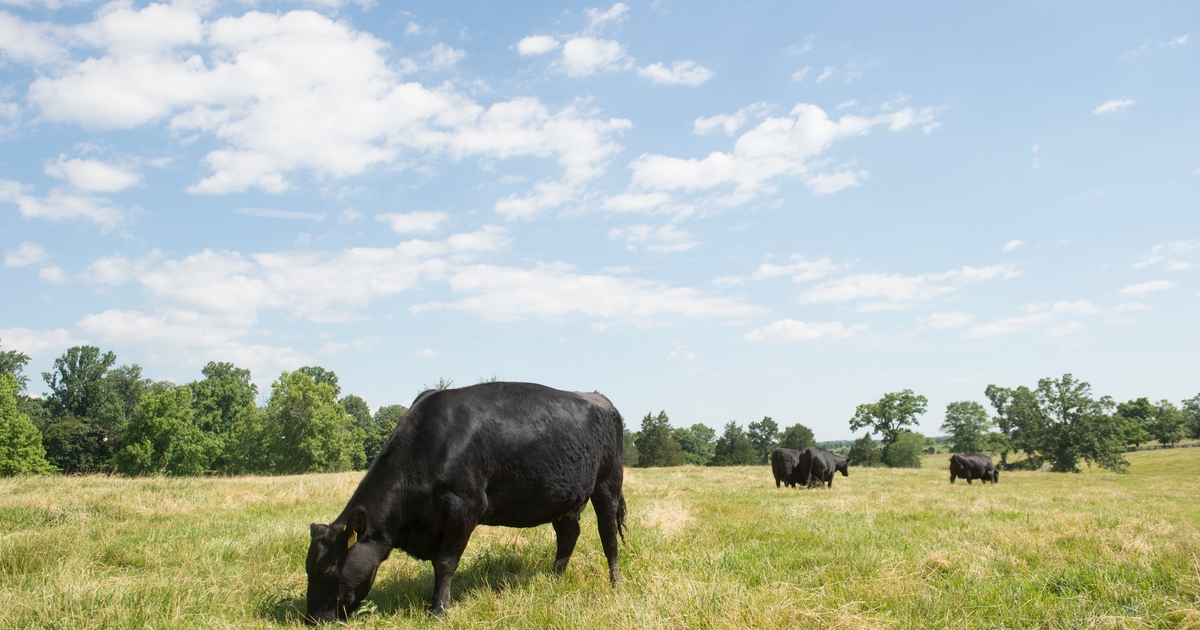 Rumen 101: A quadrillion reasons those microbes matter