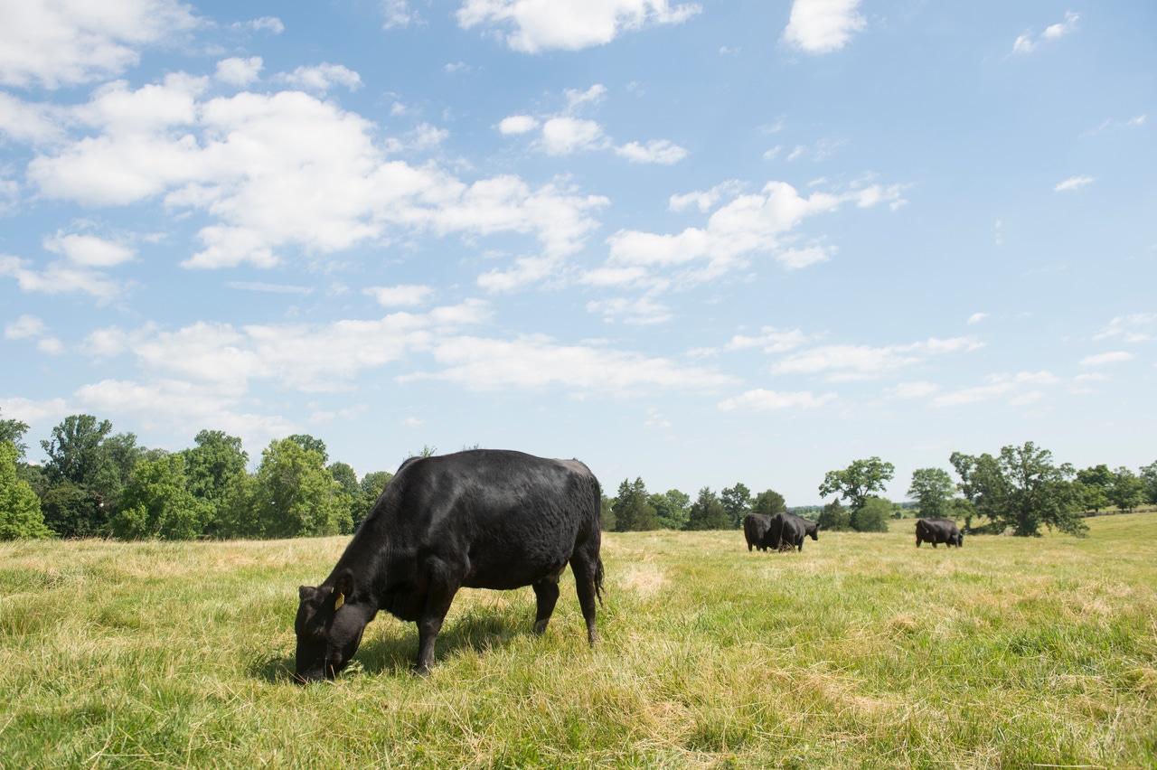 Rumen 101: A quadrillion reasons those microbes matter