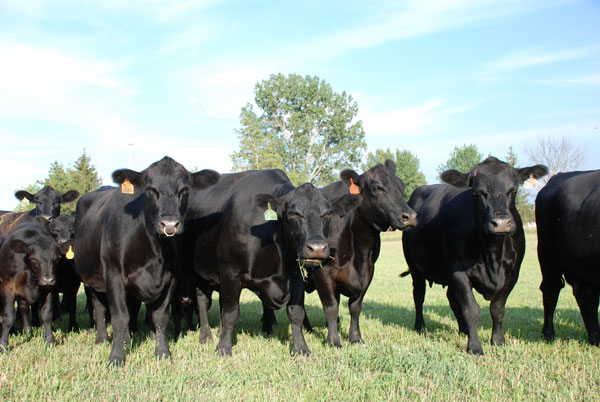 Earned cow herd returns in 2015 predicted second highest on record Earned cow herd returns in 2015 predicted second highest on record