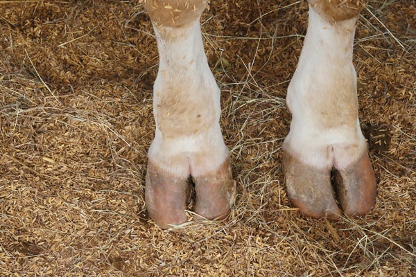 foot rot in cattle