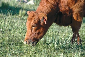 Salt Can Prevent And Treat Grass Tetany