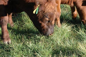 Use The Grazing Response Index To Evaluate Pasture Health