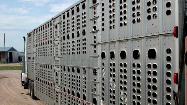 Cattle feeders hit the gas pedal on fed cattle marketings