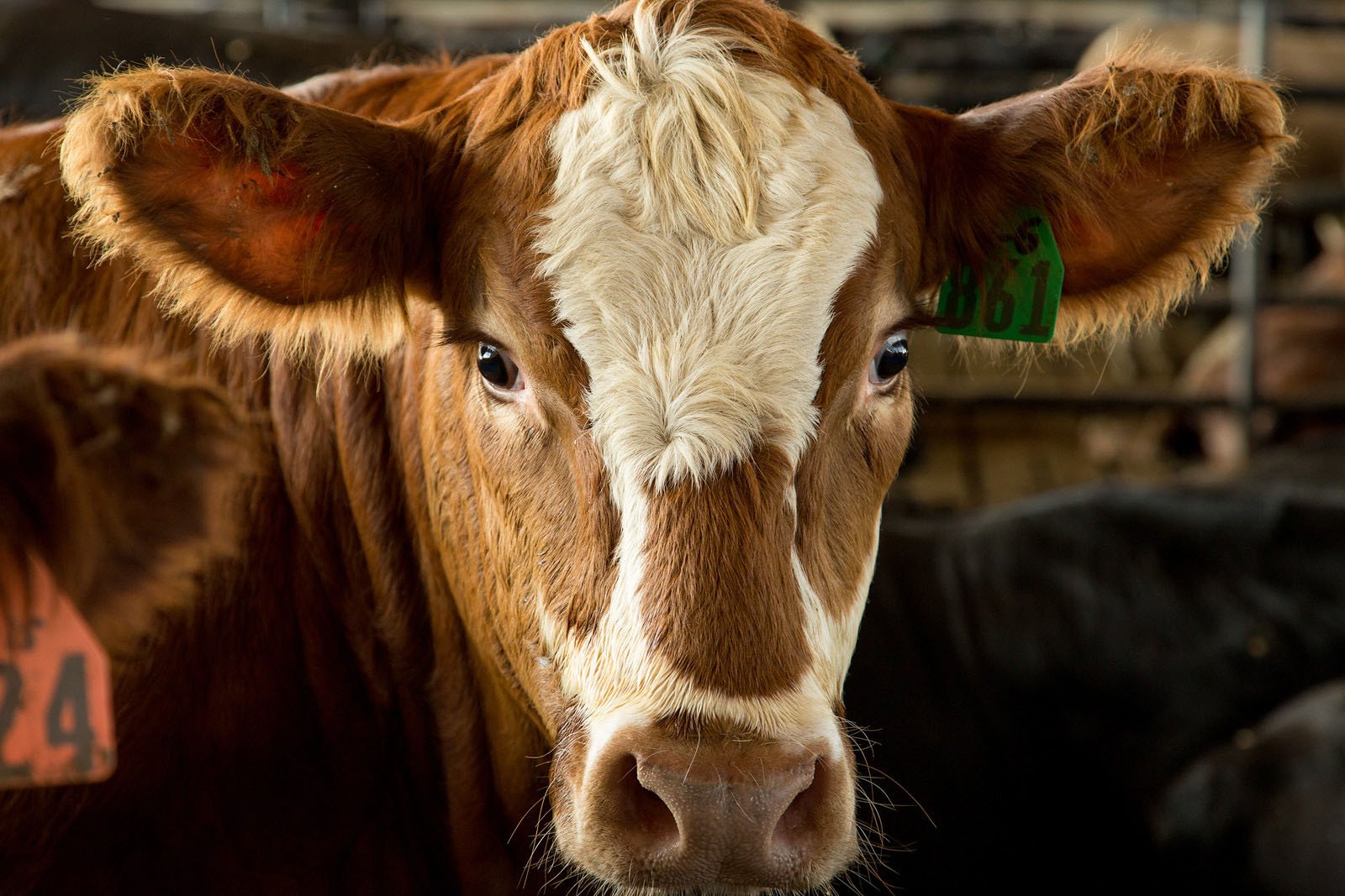 Good biosecurity practices can help keep HPAI out of Iowa herds - Vimarsana News