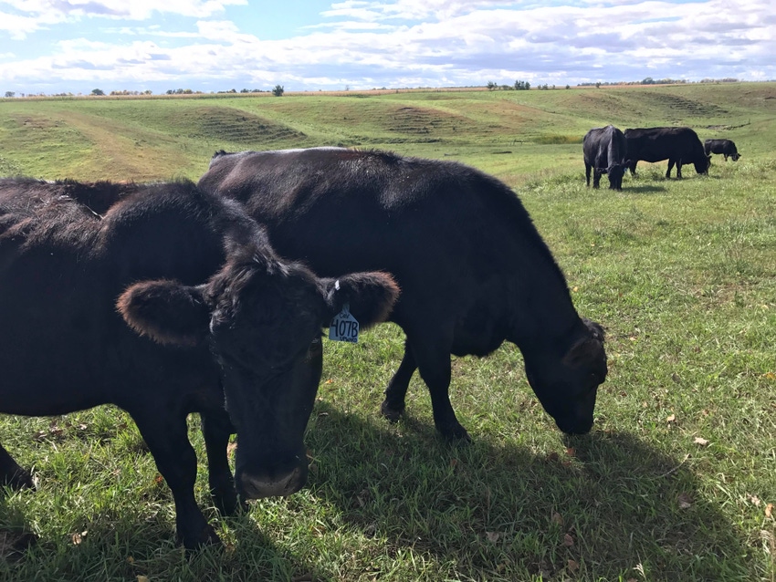 Avoid overgrazing your pastures this fall