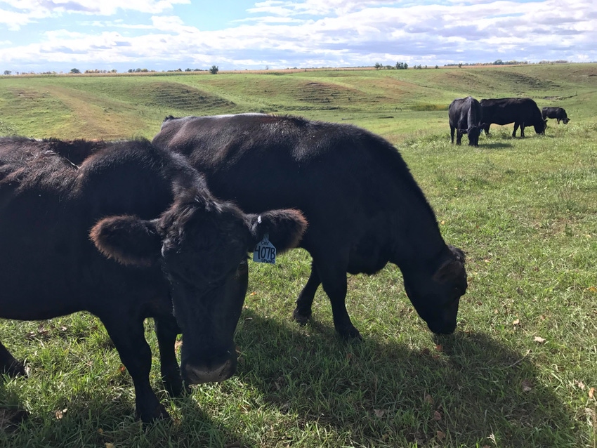Avoid overgrazing your pastures this fall Avoid overgrazing your pastures this fall