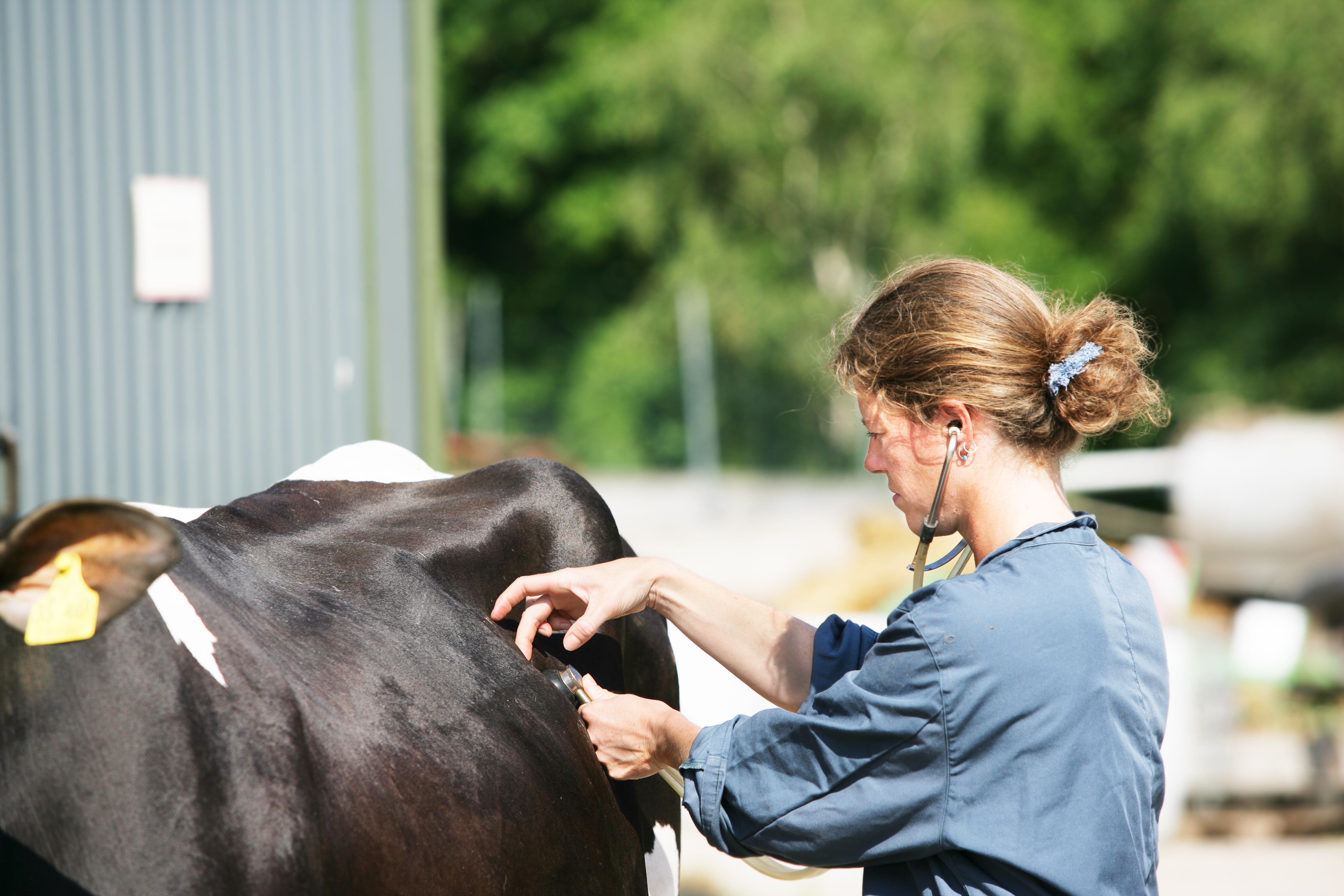Veterinarian study indicates progress in addressing mental health challenges - Vimarsana News