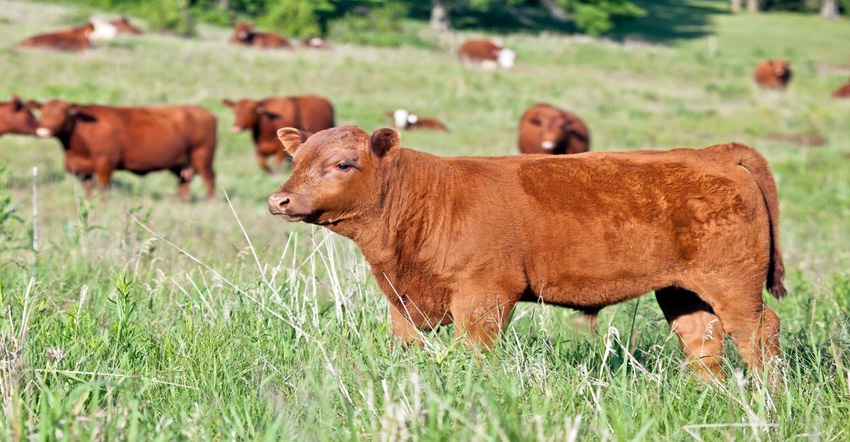 12-21-21 beef cattle grazing_2.jpg 12-21-21 beef cattle grazing_2.jpg