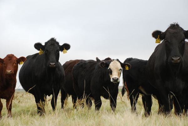 Key cattle numbers to consider in your 3-year marketing plans Key cattle numbers to consider in your 3-year marketing plans